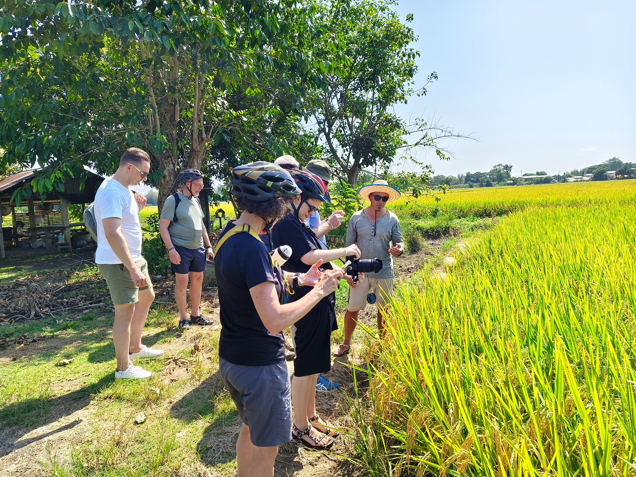 Rice fields and nature in Chiang Mai
